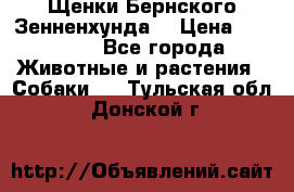 Щенки Бернского Зенненхунда  › Цена ­ 40 000 - Все города Животные и растения » Собаки   . Тульская обл.,Донской г.